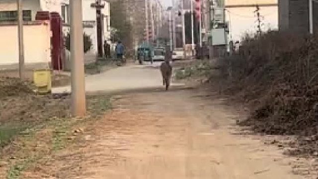 “傻狍子”跑着跳着向女子过来，步伐真的轻快又开心