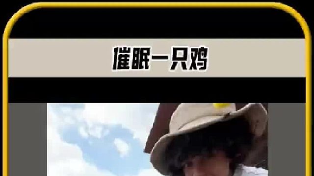 一只活蹦乱跳的鸡，可以瞬间被催眠