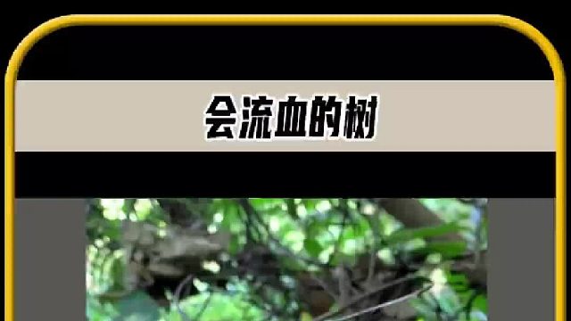 将这棵树切开后， 竟流出鲜红的汁液