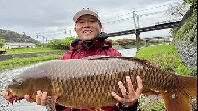 在日本鲤鱼泛滥