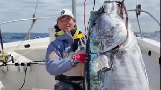 东京湾解锁蓝鳍金枪鱼。