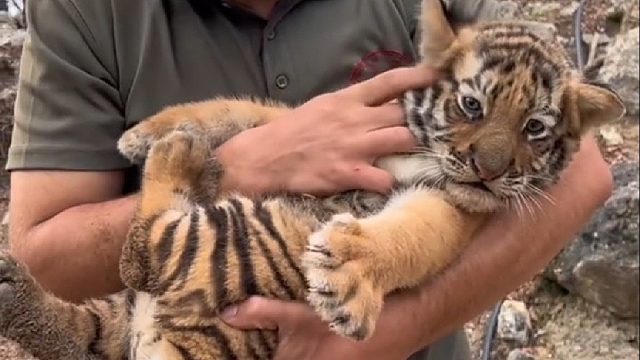 瘦小的小老虎因国外小哥要去工作，给奶奶养成安全感爆满的大胖虎了（后续…）