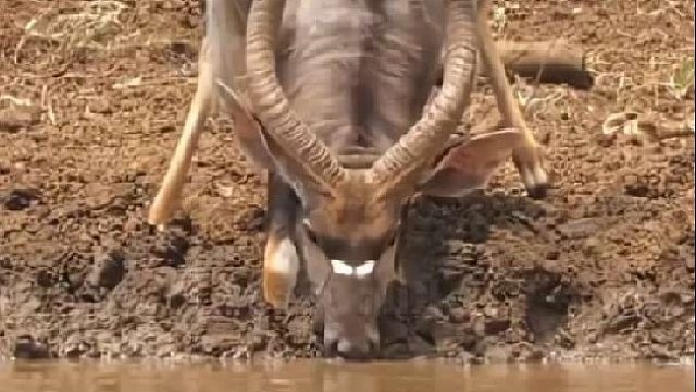 母狮捕击肌肉发达的长角羚羊