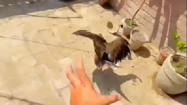 老鹰频繁潜入农场祸害家禽，小哥决定将它绳之以法