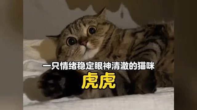 全网混得最惨的狸花猫，现实版石矶娘娘