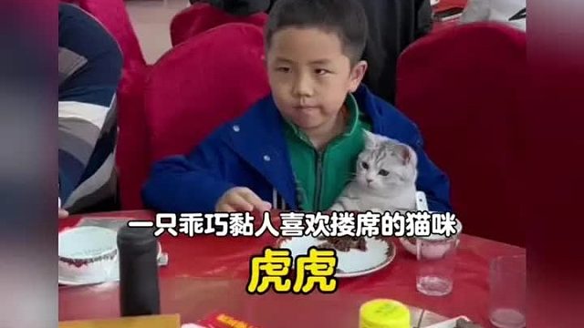 一只乖巧黏人喜欢跟着小孩哥搂席的猫咪，总有些小生命是为了治愈彼此而来