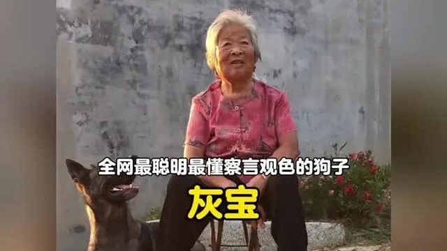 奶奶养的狗子有多懂事？这大概是全网最懂察言观色的狗子了吧
