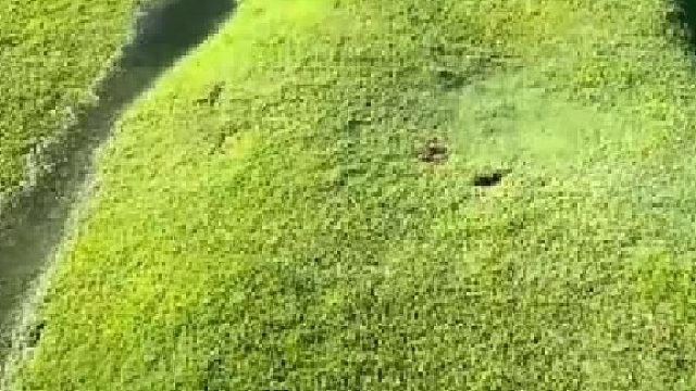 维护一个高尔夫球场究竟有多麻烦？#全网热点共创计划#