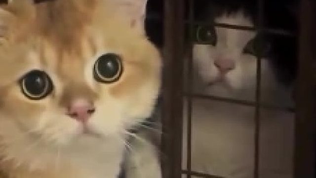 猫咪这是谈恋爱啦？