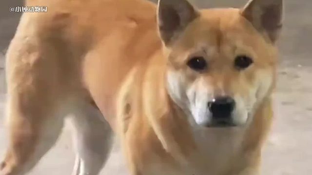 中华田园犬简单的一生，却是让我们难过无法释怀