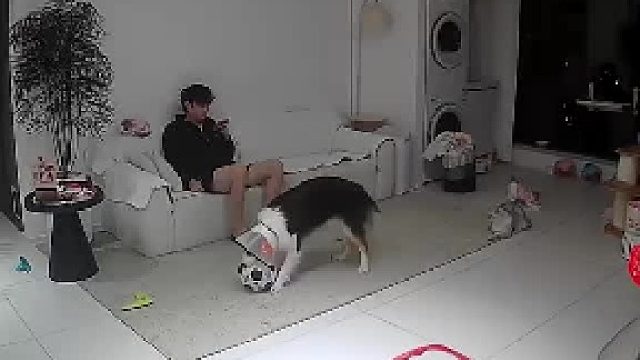 铁头猫猫不怕困难