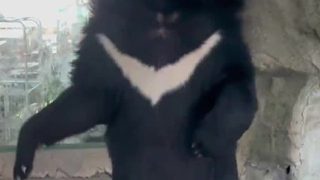 情绪依旧如此，嗷嗷跑