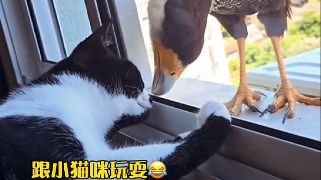 国外小哥好心投喂飞来窗台歇脚的老鹰，不料竟给小哥带来意外惊喜（后续…）