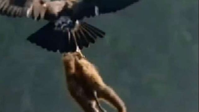 贪吃的狒狒偷走老鹰的孩子