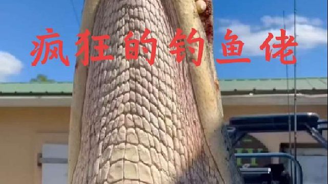 钓鱼佬野河里抓到一条五百公斤大鳄鱼