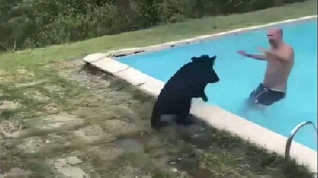 野猪竟然跑到泳池里寻找光头佬报仇