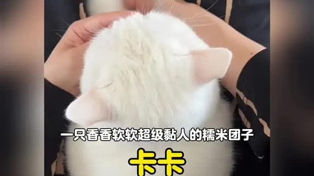 谁能拒绝一只香香软软超级黏人的糯米团子