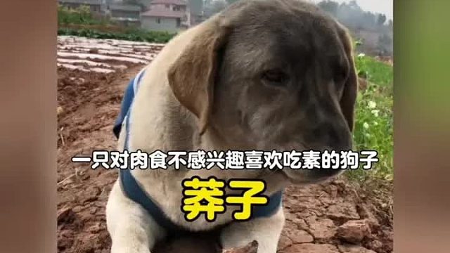 全网最会过日子的拉布拉多，对肉食丝毫不感兴趣却对烤红薯情有独钟