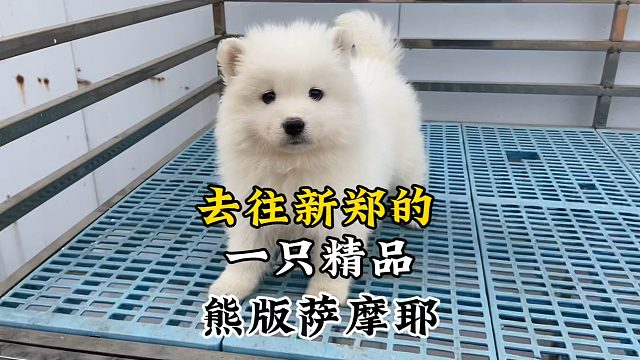 帮郑州新郑粉丝寻得爱犬，一只精品熊版萨摩耶，非常调皮的小家伙