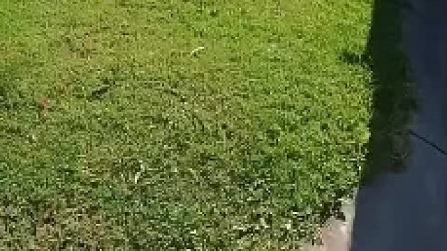 在美国富人区捡垃圾vlog