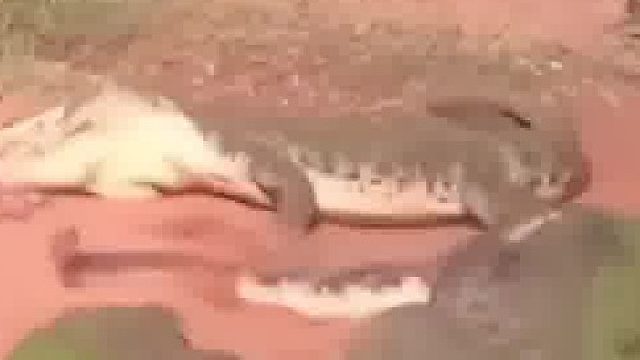 原来鳄鱼e技能是真的