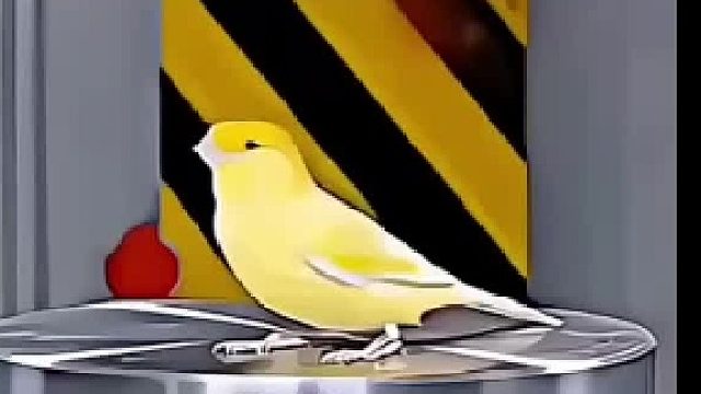 做鸟就是要胆大心细！