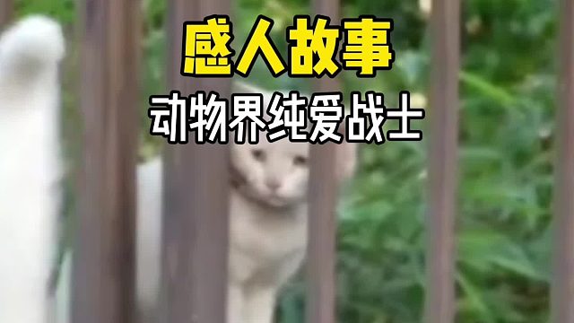 原来动物界也有这么多纯爱战士！