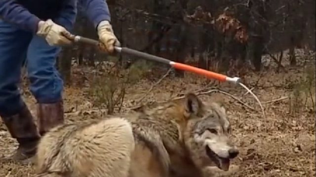 国外大叔救助了只落入陷阱的狼王，不料它竟带着家族前来报答