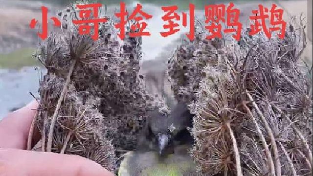 小哥野外散步发现一只被遗弃的幼小鹦鹉