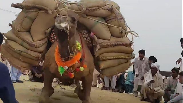 骆驼超负荷表演差点把身子骨整垮