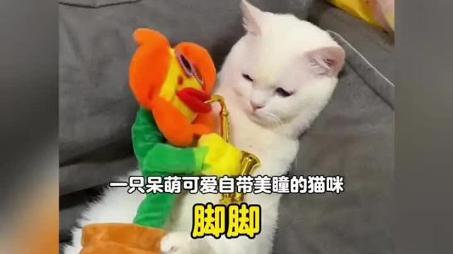 一只呆萌可爱自带美瞳的汗脚小猫