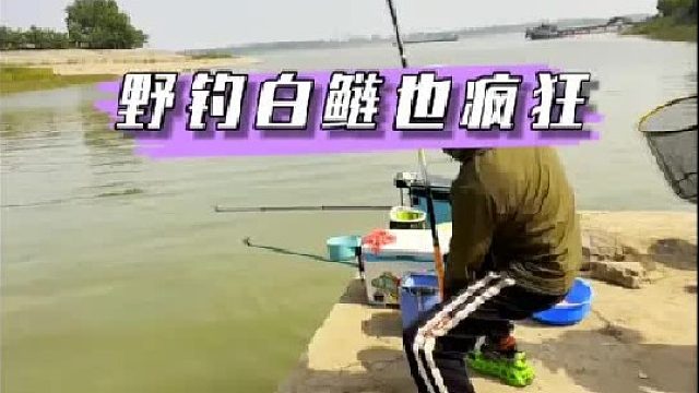 野钓白鲢也疯狂