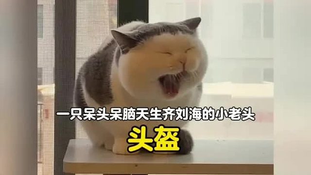 一只呆头呆脑天生齐刘海的小老头