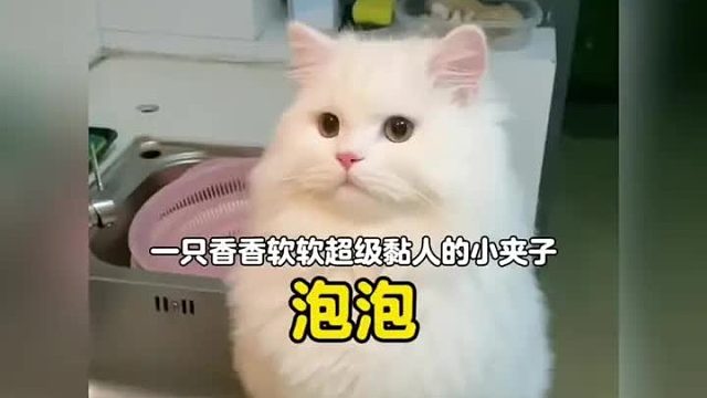 谁能拒绝一只香香软软奶味十足的小夹子呢