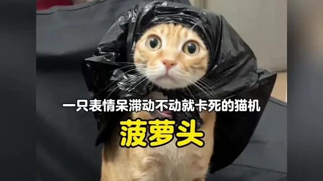 一只表情呆滞动不动就卡机的猫咪