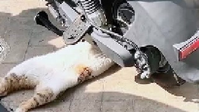 抱歉，错怪猫大师了