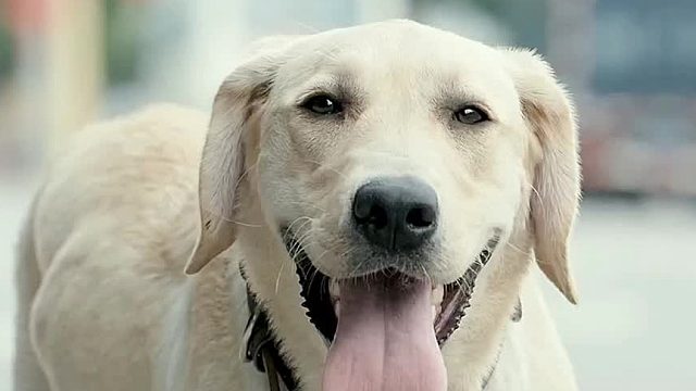 饲主无故殴打流浪犬，如此行径实在令人愤慨！