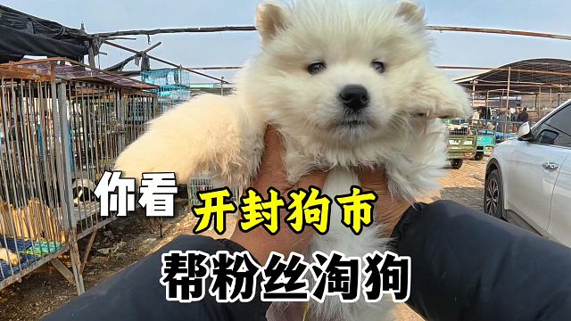 周三继续帮粉丝淘狗，没有经验的不建议勇闯狗市，尤其是想捡漏的