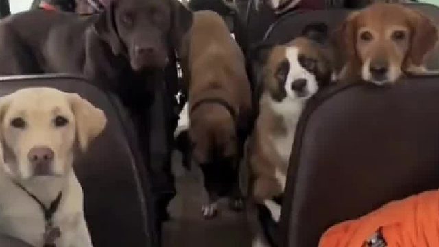 送小狗上学的公交车挺的