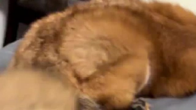 赤狐的尾巴一摸就叫个不停