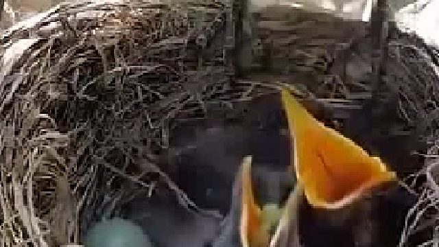 大鸟比你们在座的都会照顾