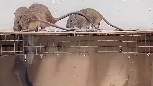 掉下去就吃饭。能不积极掉下去吗？