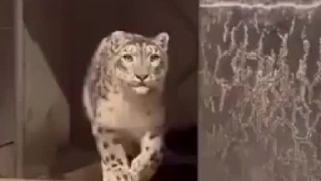 雪豹遇到老虎之后，谁会败下阵来......