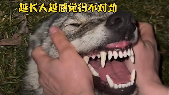 国外大叔在雪地上发现只奄奄一息小奶狗，好心救助不料越长大越感觉不对劲