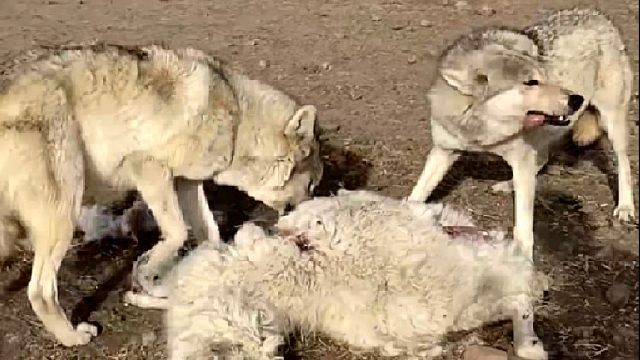 牧主人决定要好好收拾祸害绵羊的野狼