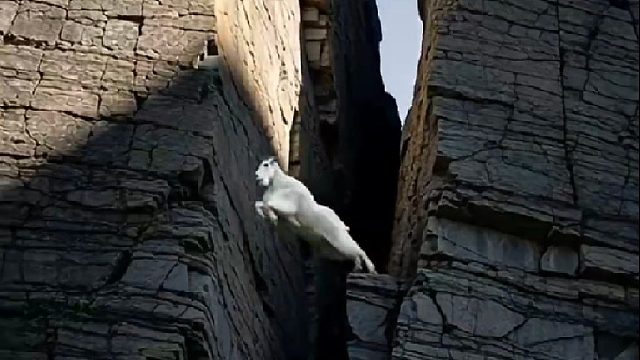 恐怖如斯的攀岩大神北山羊
