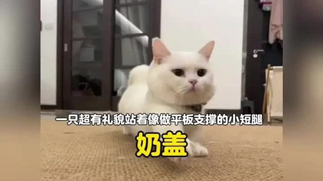 一只超有礼貌逢人就打招呼的小短腿，站着就像在做平板支撑