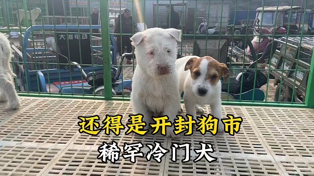 逛狗市还得是开封狗市，能遇到各种稀罕货！尤其是最近热卖的犬种