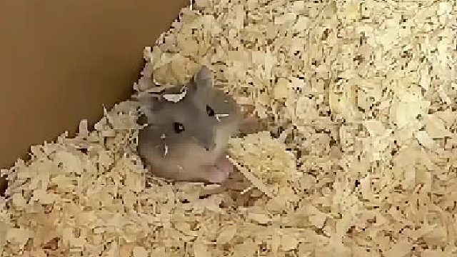 沉浸式装扮仓鼠笼子布置仓鼠小窝鼠鼠公寓解压治愈宠物vlog