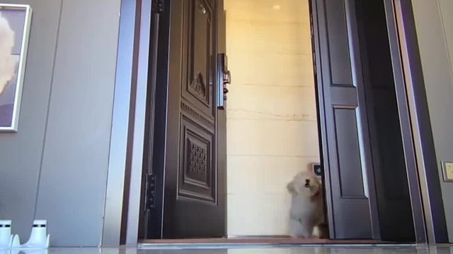 只因监控撞倒了它的狗粮，狗子竟想一头撞翻监控，眼神满是杀气